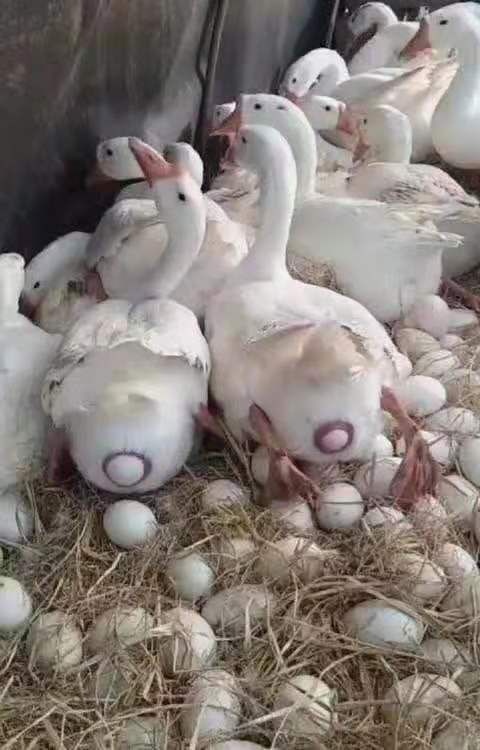  鲜鹅蛋