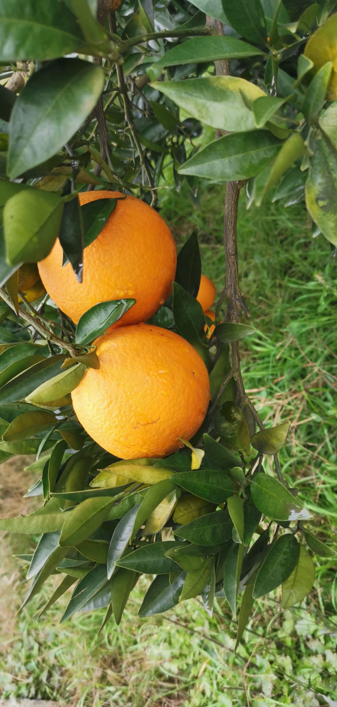 甜橙 65 - 70mm 4两以下