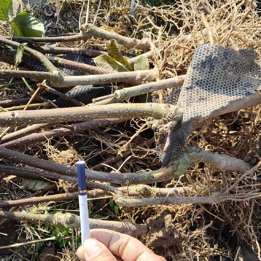 兴安县 中药材，吴茱萸，江西中花，广西中花，苗子粗壮健康