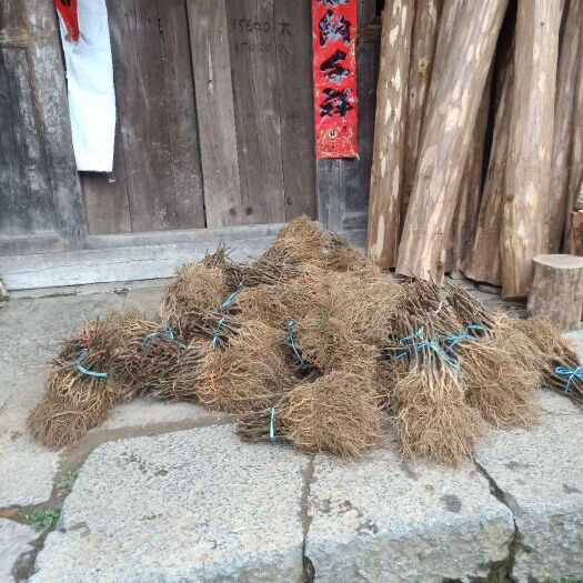 建始县猕猴桃实生苗 实生苗