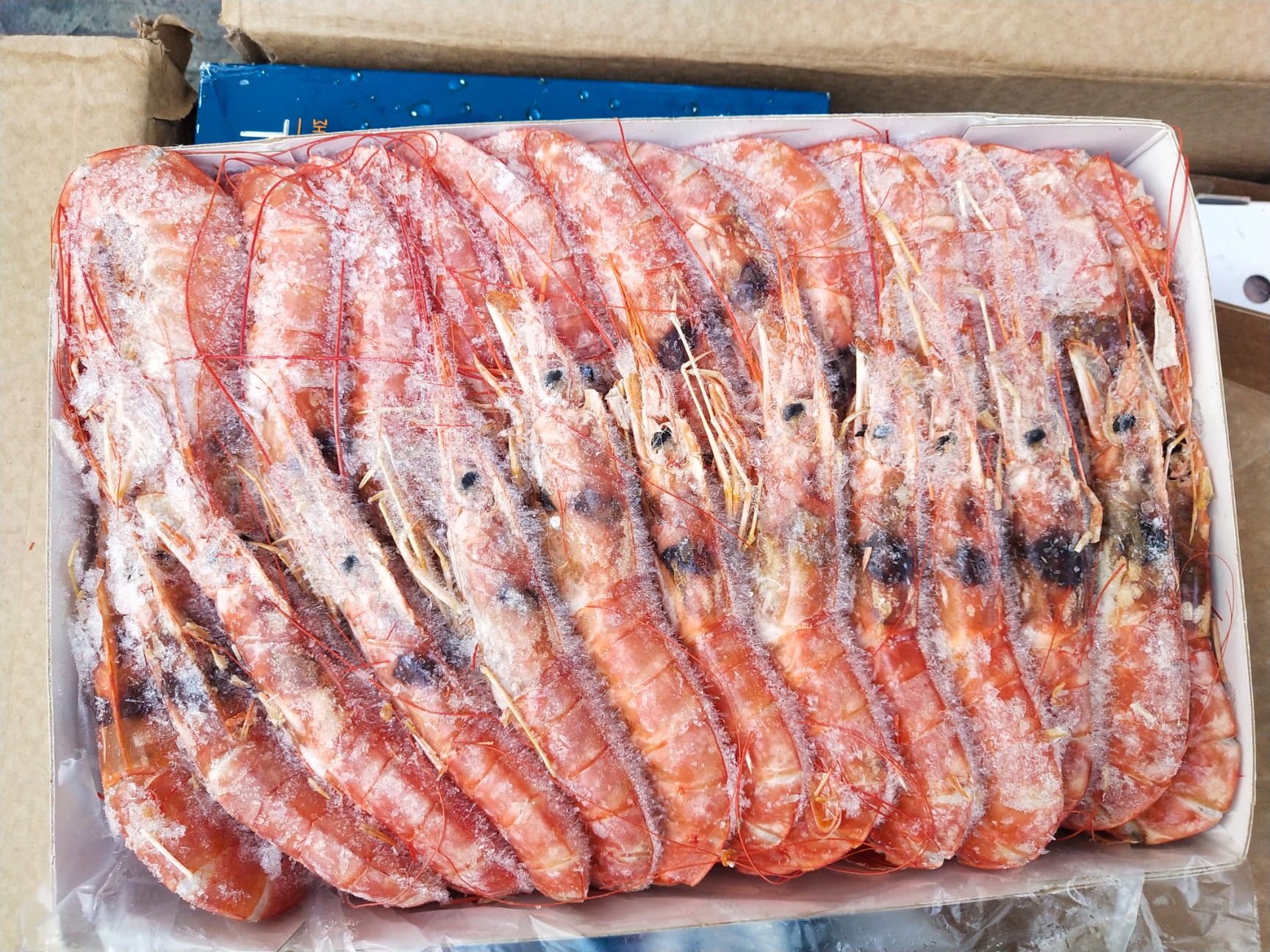  阿根廷红虾L1L2现货优惠