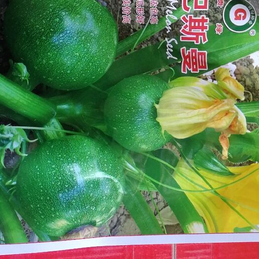 武汉绿皮西葫芦种子 比韩国小青瓜早上市20天，天天卖高价