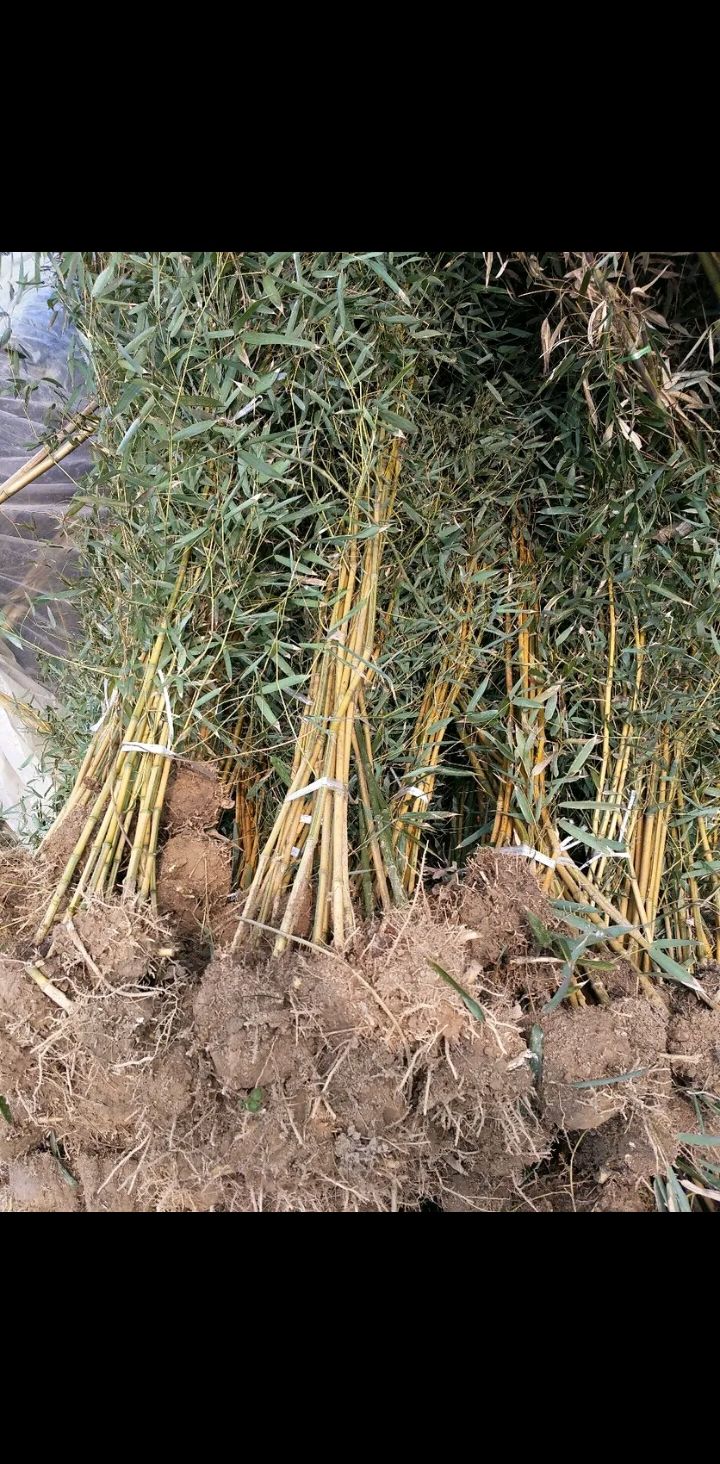 四季青竹  竹子 竹苗 青竹 水竹   四季常青竹子各种规格