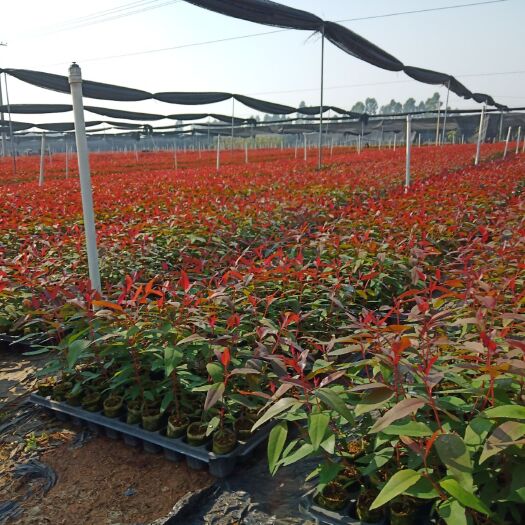 遂溪县桉树苗 桉树组培苗广林9