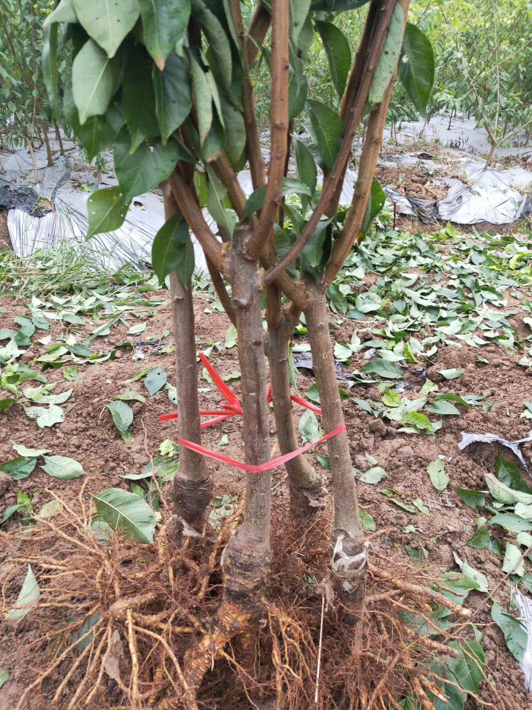 凤凰李子树苗  （五月脆李）1-4公分青脆李树苗巫山脆李蜂糖李五月脆李西梅李