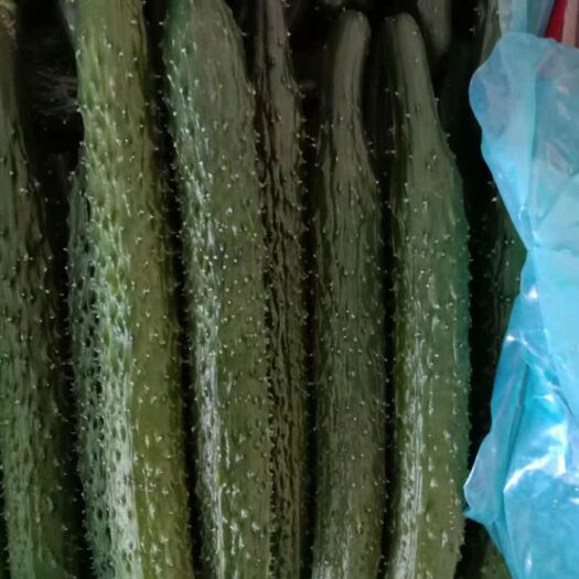 凌源市 精品黄瓜