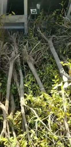 荥阳市软籽石榴苗 河阴石榴是软点儿石榴。全是嫁接过得石榴苗