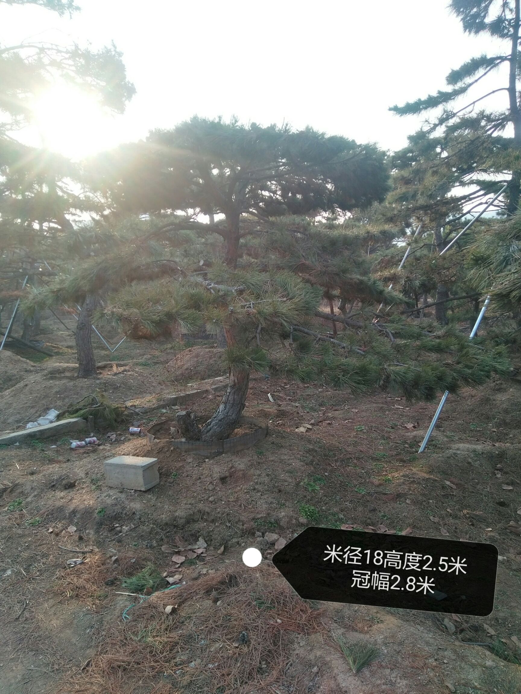 造型松树