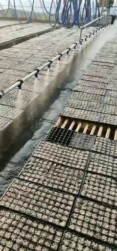  普罗旺斯大粉西红柿苗寿光育苗场直销