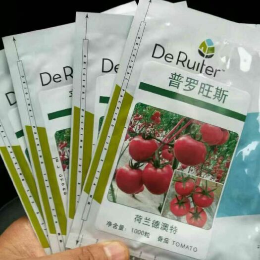 寿光市 普罗旺斯大粉西红柿苗寿光育苗场直销