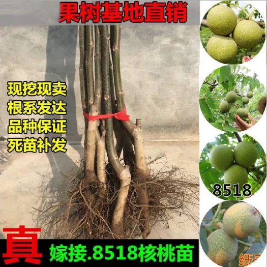 平邑县 核桃苗8518嫁接苗薄皮核桃树幼苗南方北方种植当年结果四季