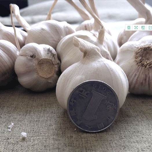 邳州市白皮大蒜 江苏邳州新鲜干蒜 一手价格 品质保证 无烂蒜 泡蒜 发芽蒜
