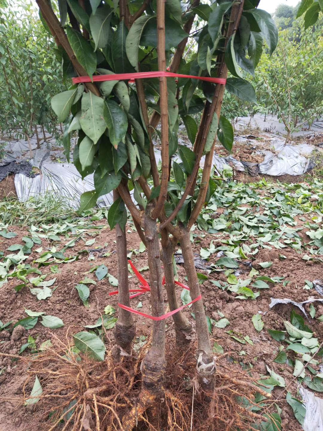 凤凰李子树苗  （五月脆李）1-4公分青脆李树苗巫山脆李蜂糖李五月脆李西梅李