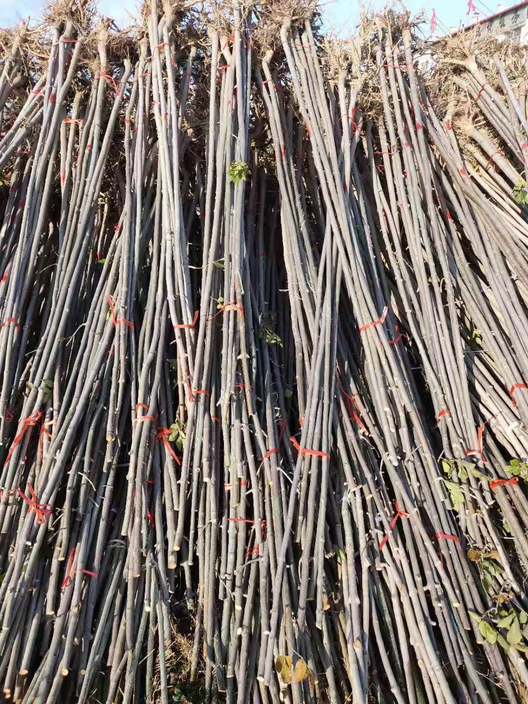 小叶白蜡树  白蜡树3到18公分量大，欢迎来电咨询！货源充足