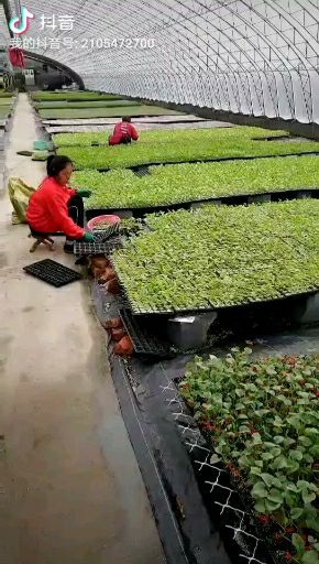  普罗旺斯大粉西红柿苗寿光育苗场直销