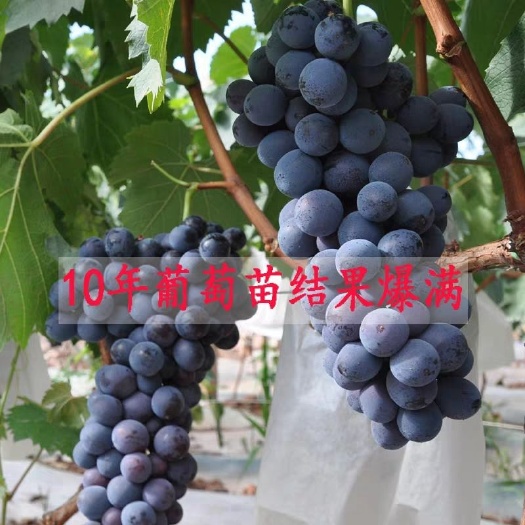 平邑县 夏黑无核葡萄苗盆栽地栽当年结果