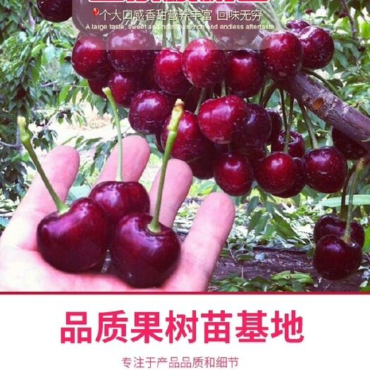 平邑县 樱桃树大樱桃苗樱桃树苗南方种植当年结果嫁接苗果树苗