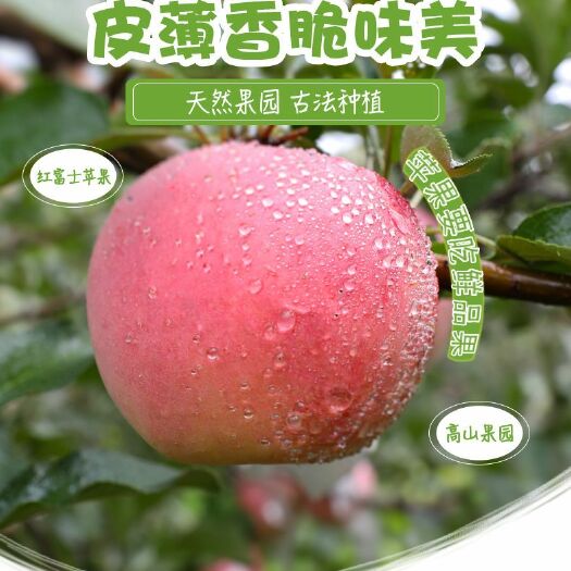  【坏果包赔】脆苹果水果新鲜红富士苹果整箱5/10斤冰糖心丑