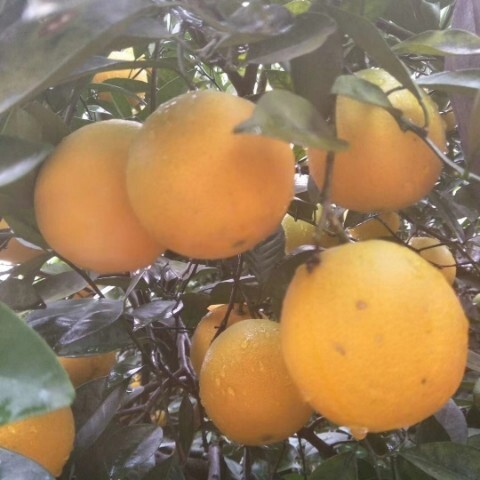 新宁县 崀山脐橙新鲜绿色水果老人孕妇小孩可食不催熟不打甜蜜素