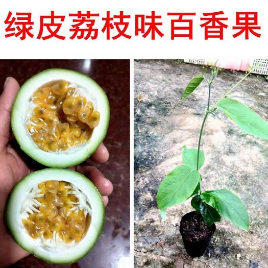 灵山县 新品种绿皮百香果苗荔枝味百香果西番莲果苗四季可结果品种纯正