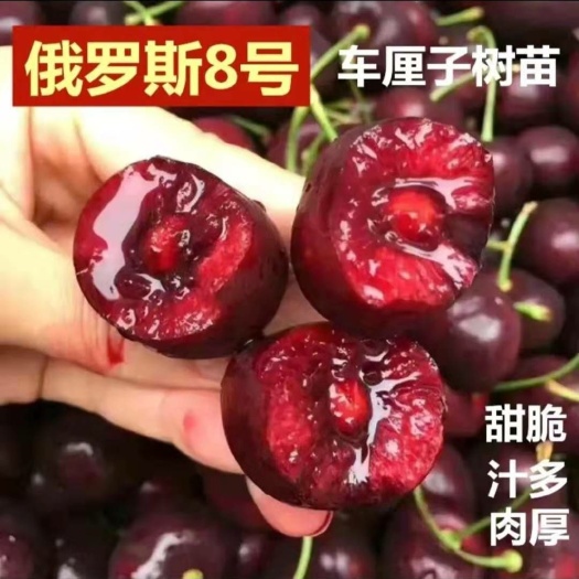 平邑县 俄罗斯8号樱桃树苗车厘子樱桃苗基地直销现挖现发品种纯正