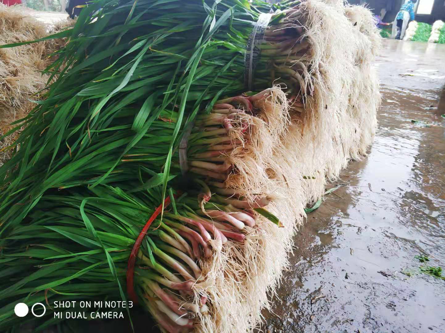 红根蒜苗  湖北当阳红皮大蒜 洗蒜 新上蒜苗产地直供
