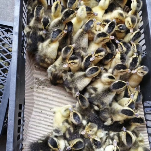佛山大种青头鸭苗，麻鸭苗，大种鸭公45天长5斤左右重量