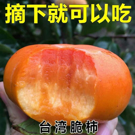 平邑县日本次郎甜柿苗  甜脆柿子树苗嫁接果树苗南方北方种植火晶奶油柿子树当年结果