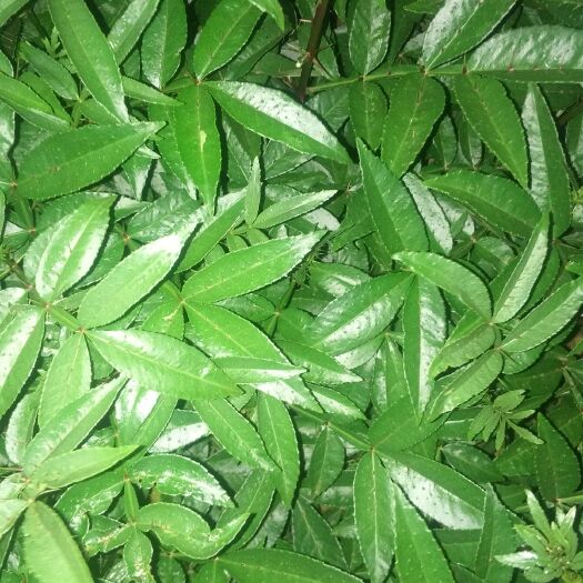 昭通青花椒苗
