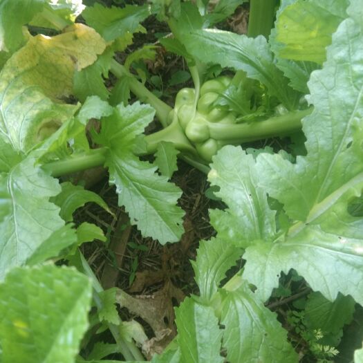 乐至县 新鲜榨菜，无公害！
