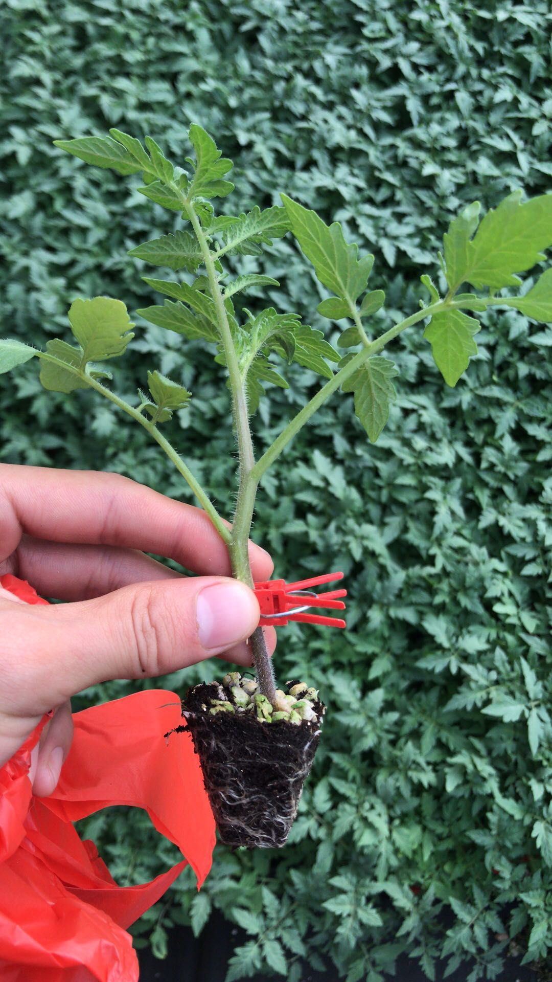  普罗旺斯大粉西红柿苗寿光育苗场直销