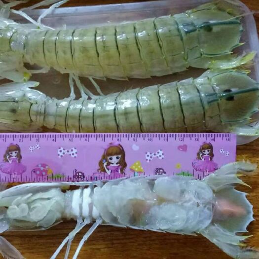 北海 皮皮虾，冰鲜虾姑，生猛爬爬虾
