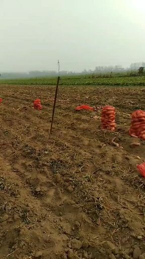 郸城县 龙薯九号，无虫眼，质量好，沙地红薯，二百万斤欢迎订购
