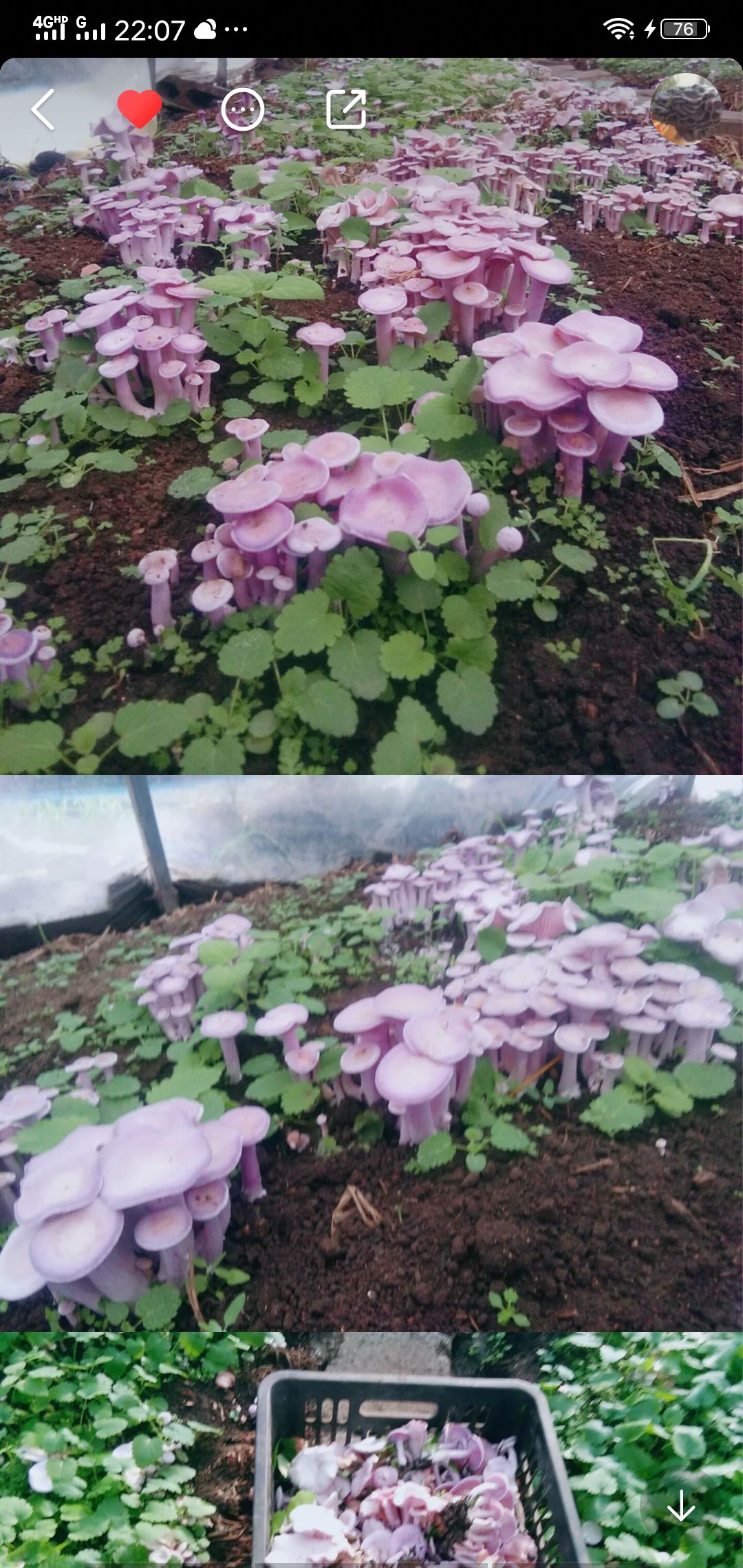 阿荣旗 东北纯正紫花脸蘑，口感味道鲜美，“植物食品顶峰”菜中之王