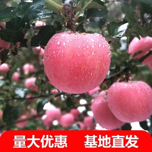 平邑县红富士苹果苗 1~1.5米