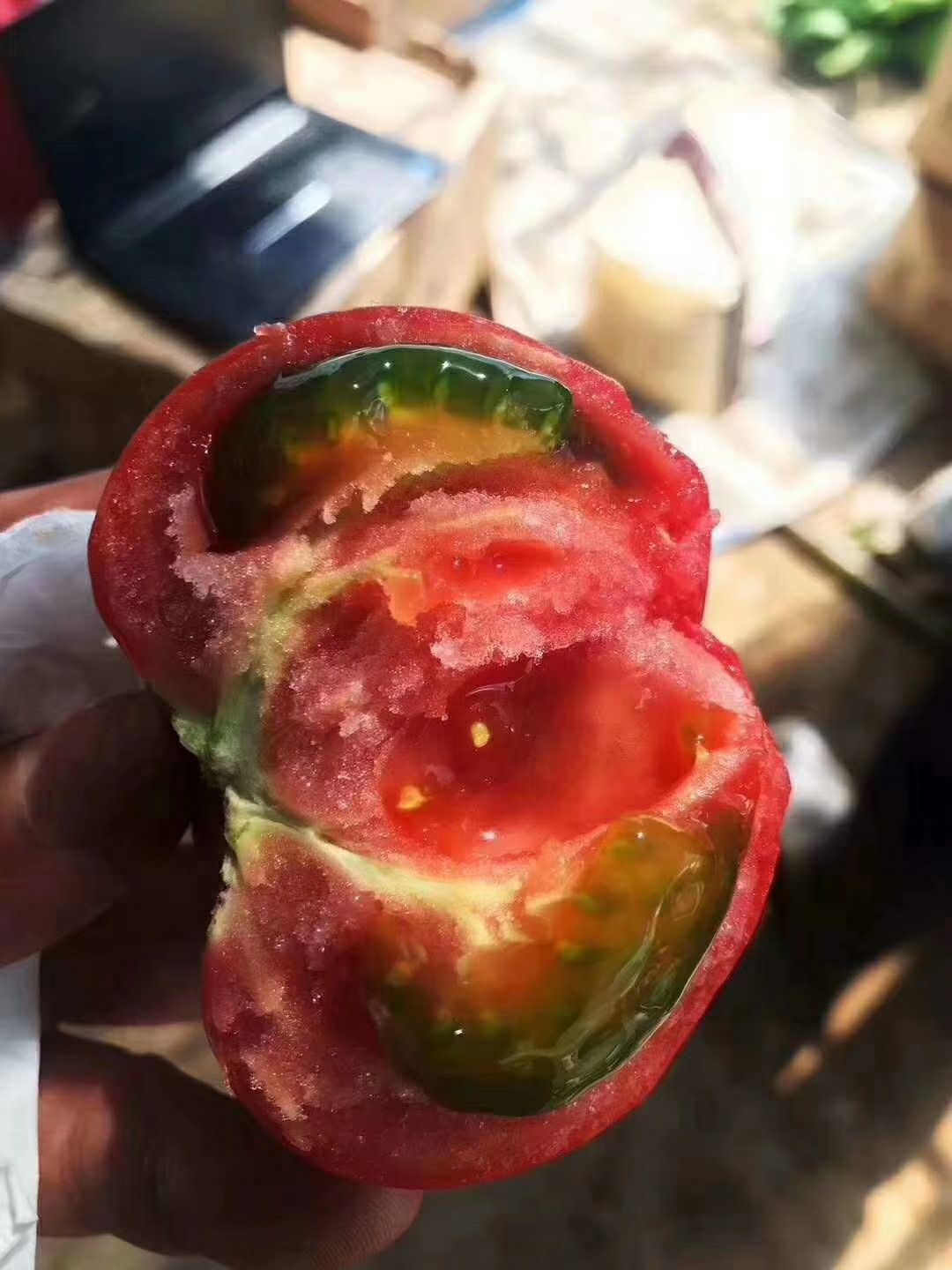  普罗旺斯大粉西红柿苗寿光育苗场直销