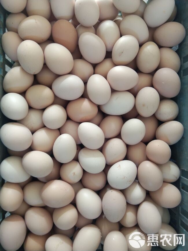 普通鸡蛋  农家散养土鸡蛋批发