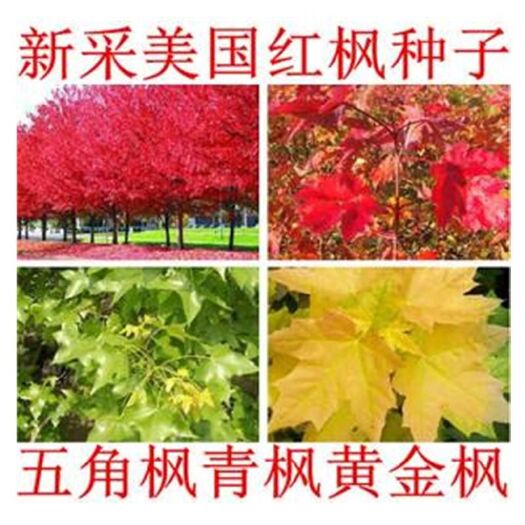 沭阳县新采五角枫种子 枫树种子三角槭落叶乔木园林绿化树种子