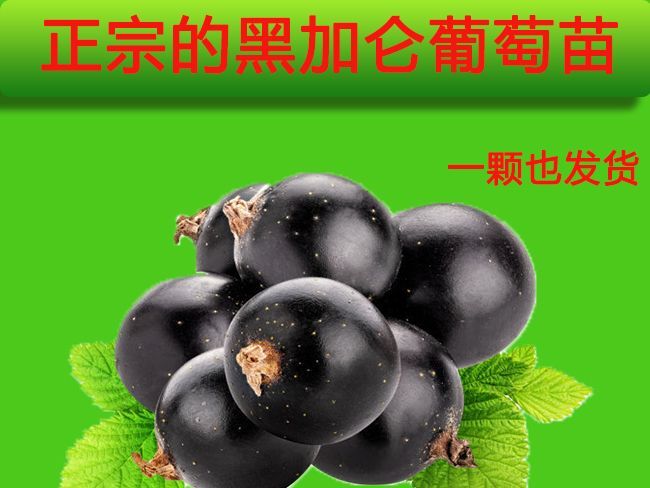 平邑县黑加仑苗 黑加仑葡萄南北方种植，嫁接苗