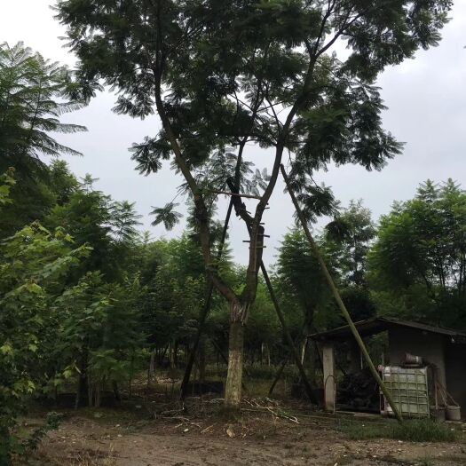 广州 凤凰木