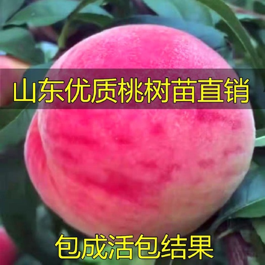 平邑县桃树嫁接枝条 桃树嫁接苗盆栽地栽南北方种植当年结果特大早熟桃树原苗果苗