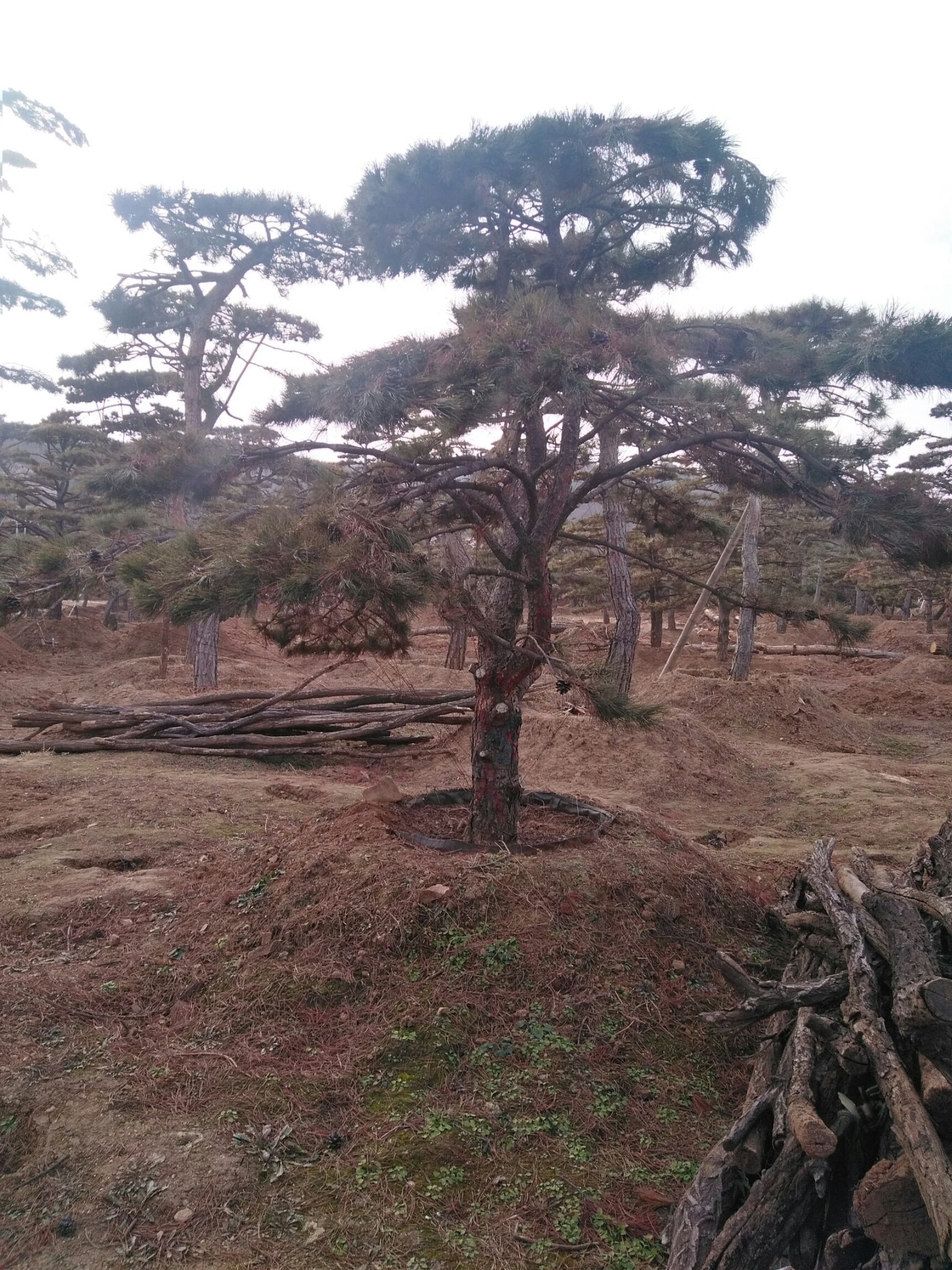 造型松树