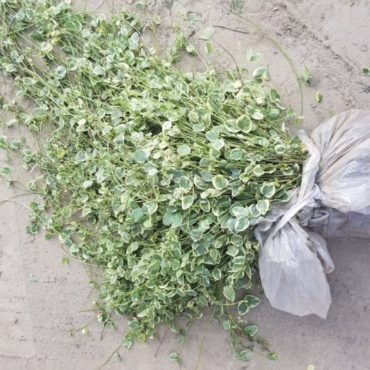 杭州花叶蔓吊兰 花叶曼