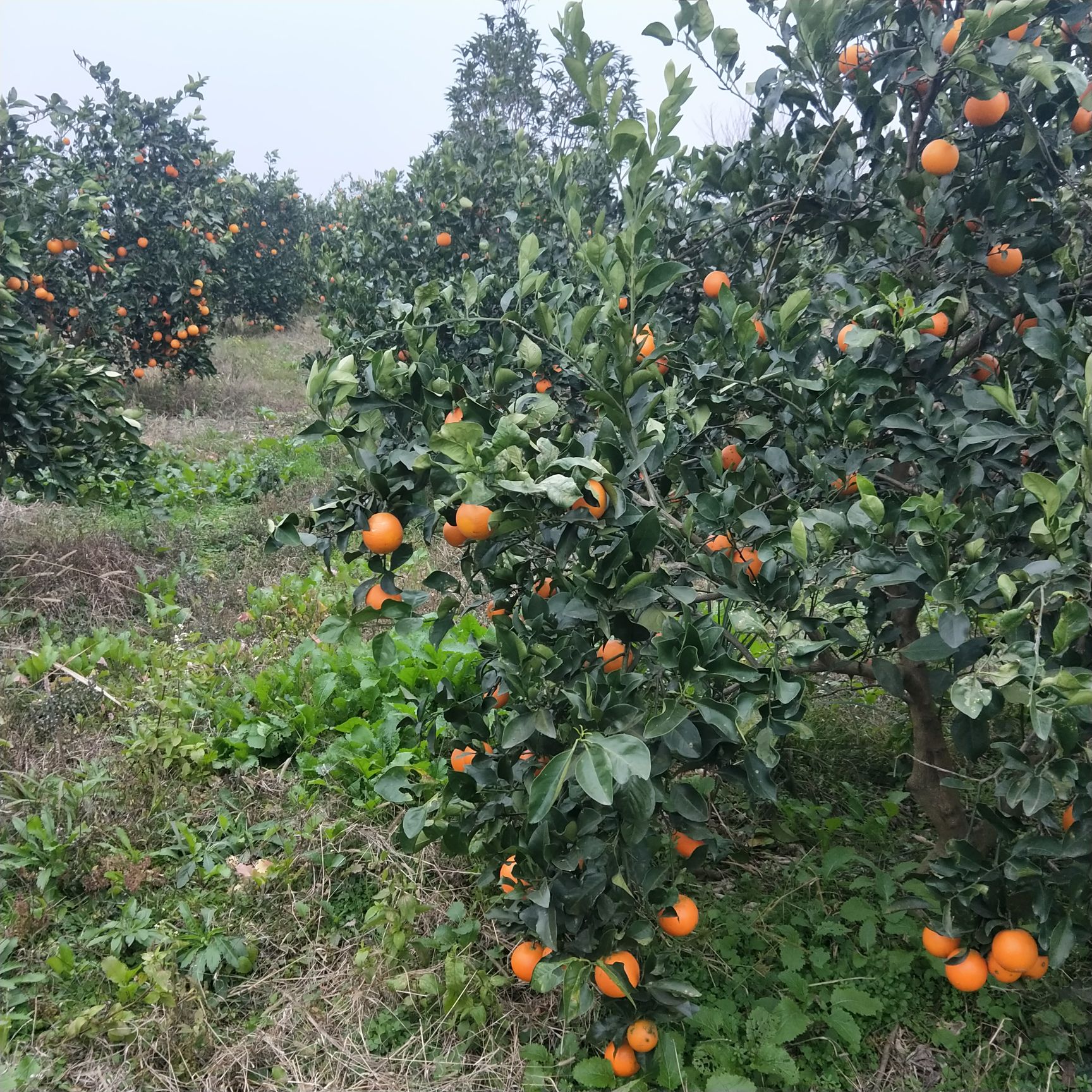 麻阳边山锦园家庭农场水果销售