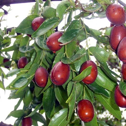 平邑县 冬枣树苗庭院果树苗南北方种植特大枣树苗当年结果包邮超甜枣树