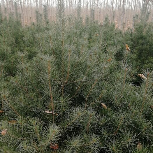 兴平市 优质大田白皮松