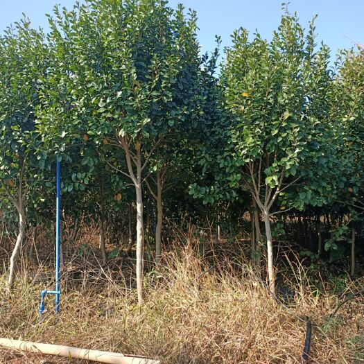 广州 红花含笑苗，头径5分15元一棵，4000棵