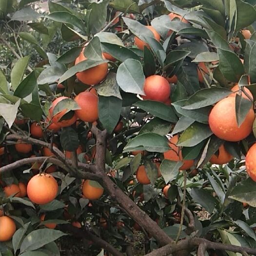 资阳 塔罗科血橙大量上市味道好价格适中