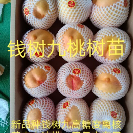 大连油桃苗  【有好货】桃树苗新品种离核黄肉大油桃钱树九高糖度包