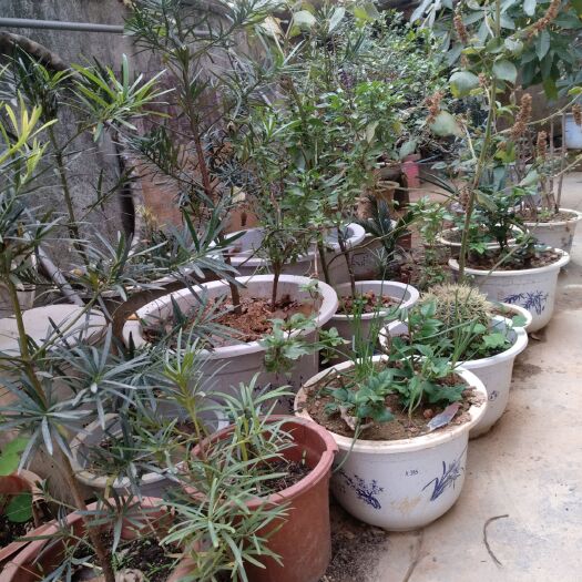 广州果树盆景 发财树，金钱树，罗汉松等等！
